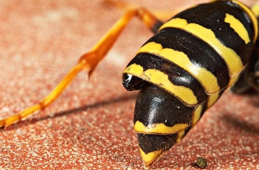 La larve de Xenos vesparum se situe dans l'abdomen de la guêpe, seulement le thorax et la tête dépassent.