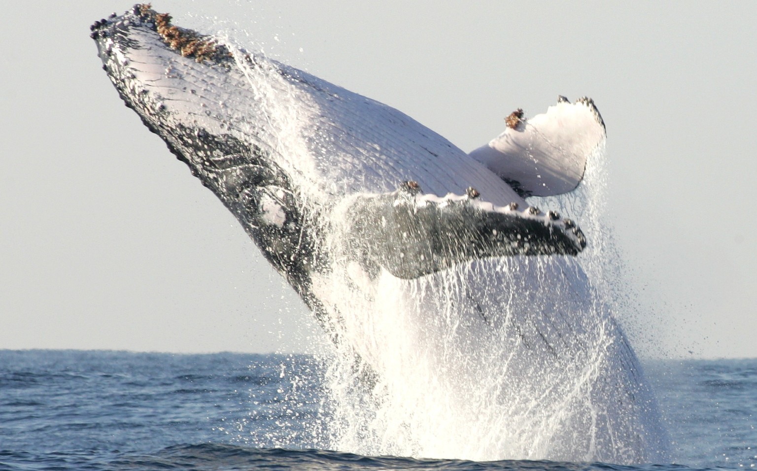 A humpback whale breaches off South Africa&#039;s Kwa-Zulu Natal South Coast, in this file photo taken July 9, 2004. A study unveiled on Monday showed that the extinction or precipitous population dec ...