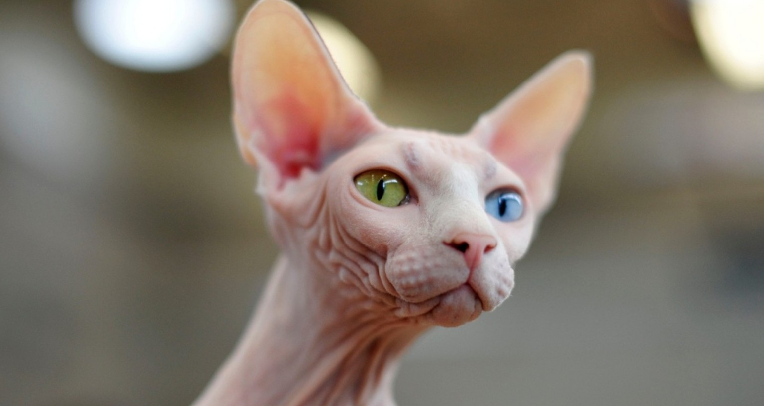 Odd-eyed Katzen mit zweifarbigen Augen. Katzenaugen