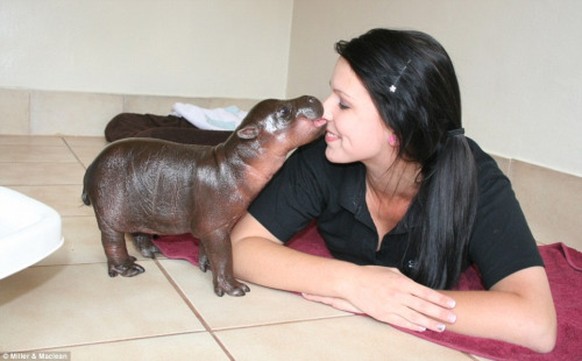 Baby-Nilpferd, Hippo
http://imgur.com/gallery/yw1ip