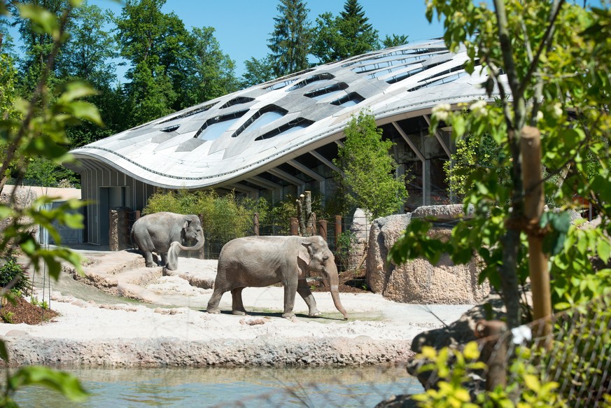 Asiatischer Elefant Elephas maximus; Ceyla-Himali, Druk