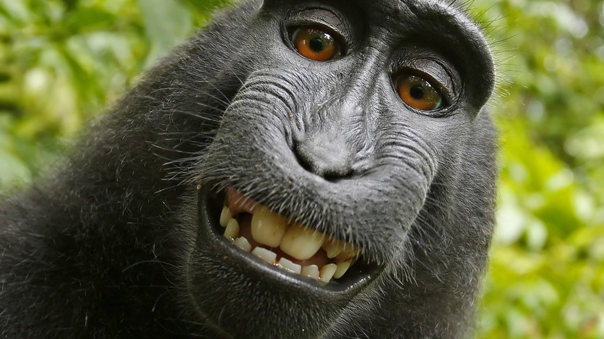 This 2011 photo provided by People for the Ethical Treatment of Animals (PETA) shows a selfie taken by a macaque monkey on the Indonesian island of Sulawesi with a camera that was positioned by Britis ...