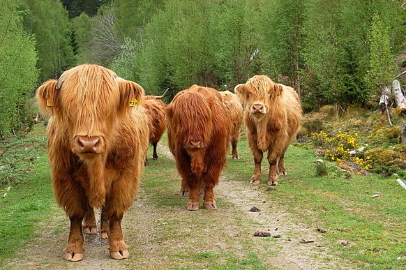 Wikipedia
Cute News
https://commons.wikimedia.org/wiki/File:Highland_Cattle_-_geograph.org.uk_-_797365.jpg