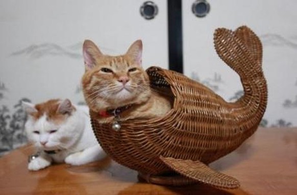 Cat fish