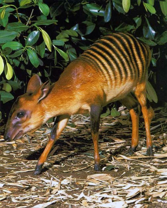 Zebraducker

https://en.wikipedia.org/wiki/Zebra_duiker#/media/File:Cephalophus_zebra.jpg