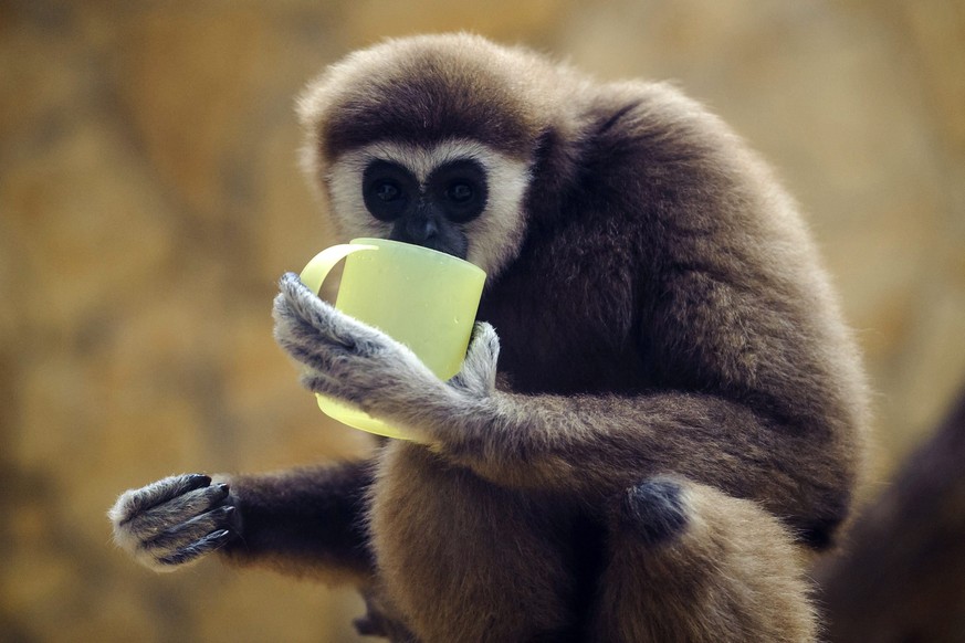 epa05749940 A white-handed gibbon, Hylobates lar, drinks warm tea in the cold winter weather in the Debrecen Zoo in Debrecen, Hungary, 25 January 2017. EPA/Zsolt Czegledi HUNGARY OUT