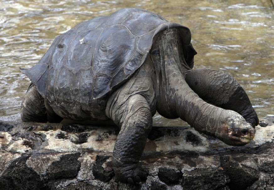 FILE - In this May 8, 2009 file photo, Lonesome George, the last giant terrestrial turtle of the Geochelone species abigdoni, is seen at Galapagos National Park in Puerto Ayora on Santa Cruz Island in ...