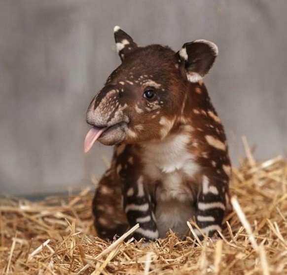 Tapir
Cute News
http://imgur.com/gallery/aud2Q1B