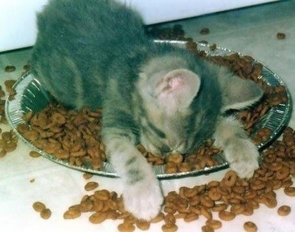 Katze pennt im Futter
Cute News
http://www.jokeitup.com/random/so-tasty-so-yummy/