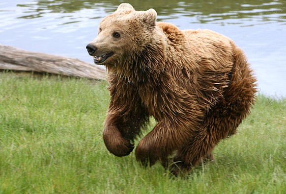 Braunbär rennt
Cute News
https://de.wikipedia.org/wiki/Datei:Brown_bear_(Ursus_arctos_arctos)_running.jpg