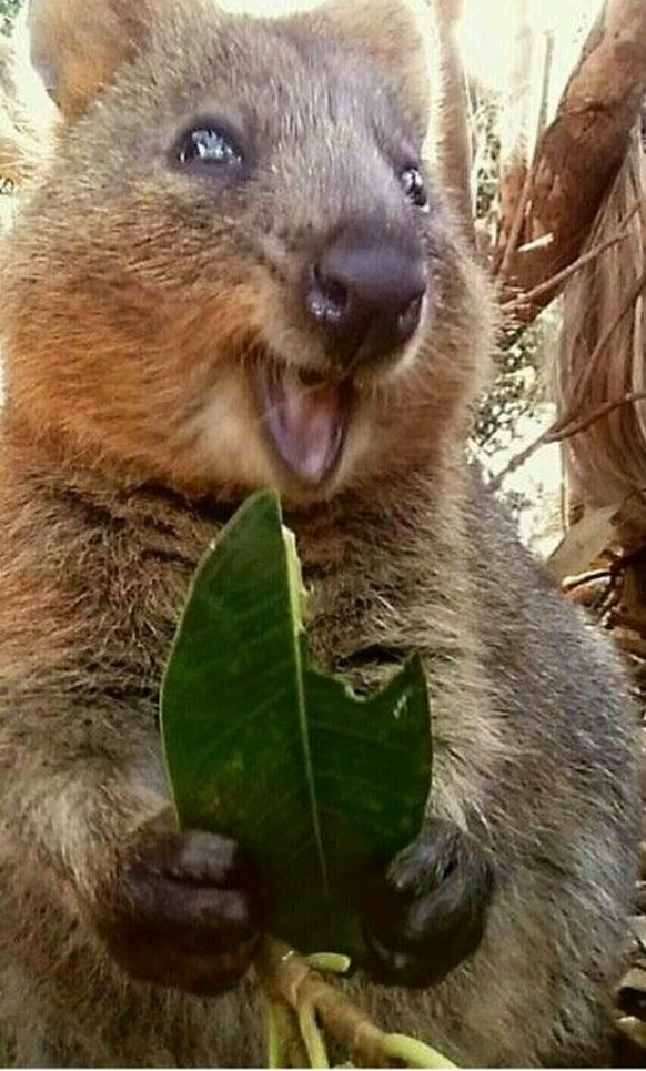 Quokka
Cute News
https://www.pinterest.com/pin/42854633933936221/