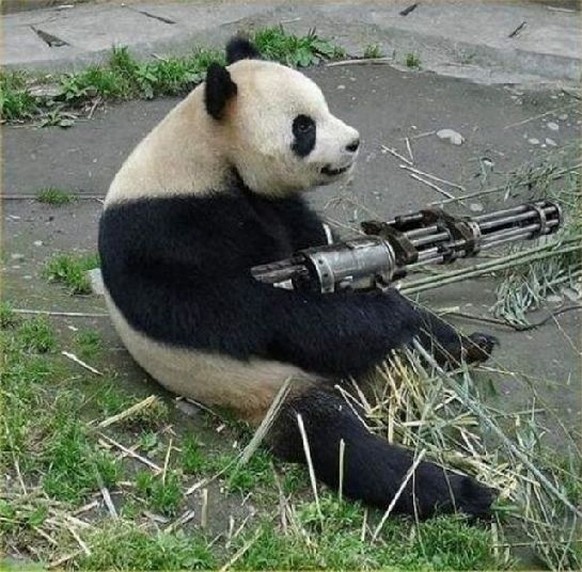 Panda mit MG
Cute News
https://funnyfoto.org/18-animals-who-should-seriously-thing-about-seeing-a-shrink/18/