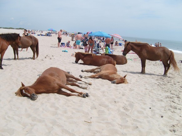 Pferde am Strand.
Picdump.
http://imgur.com/gallery/pzjfl