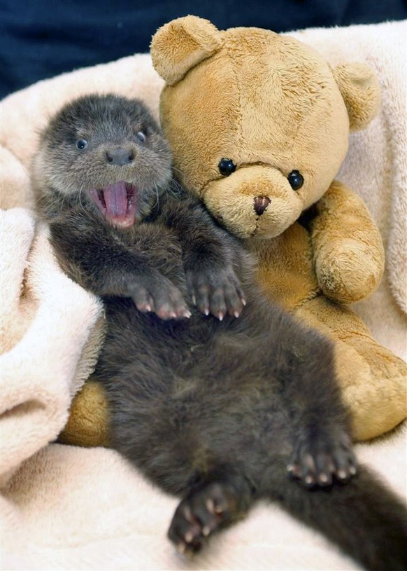 Happy-Otter-Photoshop
Cute News
http://imgur.com/gallery/nt4Pf