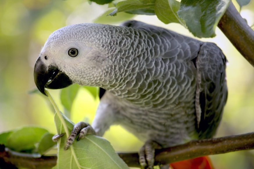 African Grey Parrot, Graupapagei