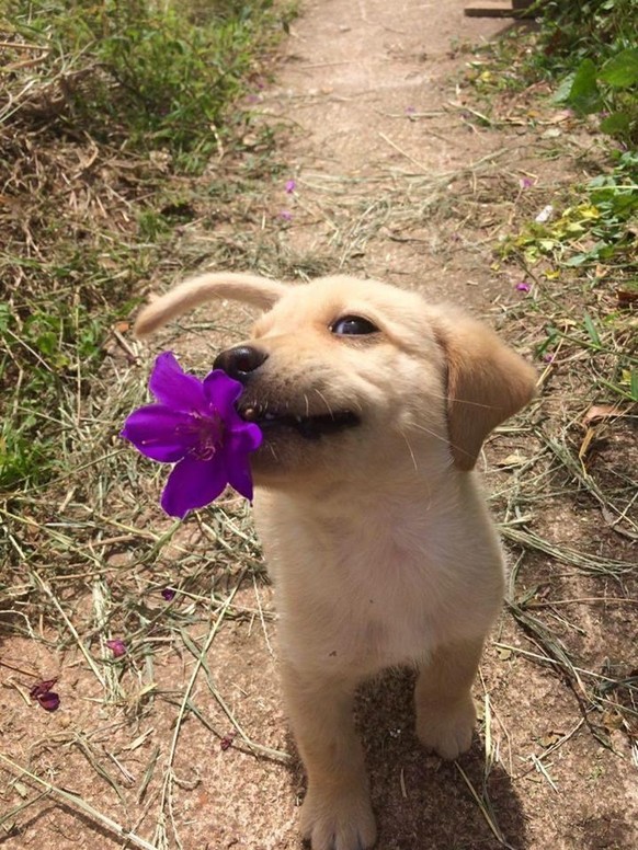 Hund mit Blume
Cute News
https://imgur.com/t/aww/C8zuJ