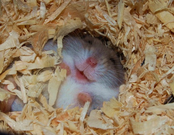 Hamster