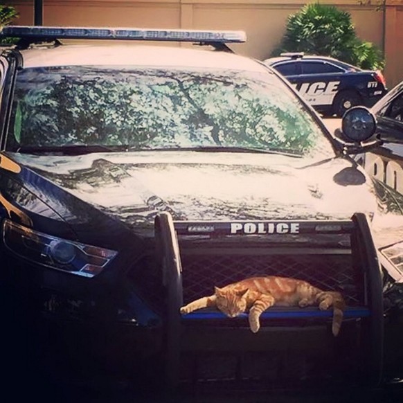 Polizistin rettet Katzen.