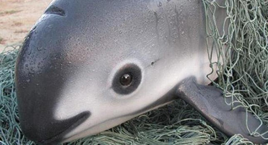 Vaquita, im Fischeernetz gefangen