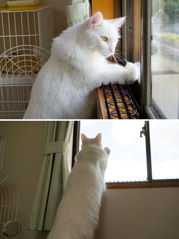 In Japan: Katzen sind immun gegen Katzen-Stoppen
http://imgur.com/gallery/rujZe