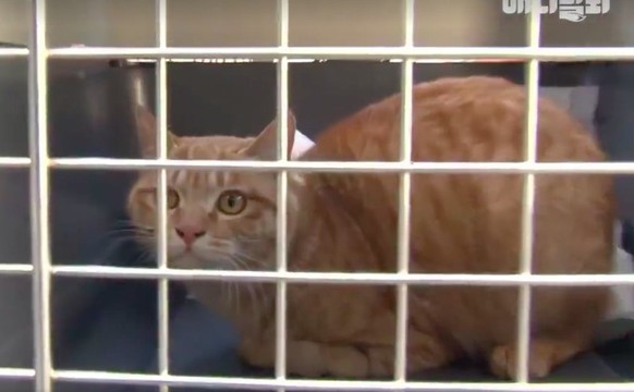 Katze läuft auf ihren Ellbogen
https://www.facebook.com/GlobalCatNetwork/videos/660236000850439/