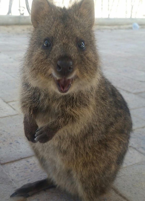 Quokka gut drauf