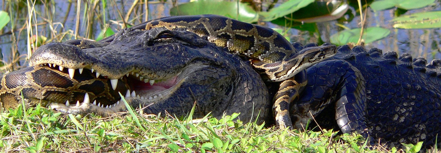 In den Everglades, Florida.