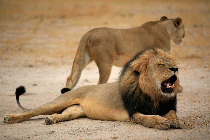 Wurde vom US-Zahnarzt Walter Palmer erschossen: Löwe Cecil.