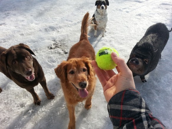 Hunde und ein Hängebauchschwein spielen Ball