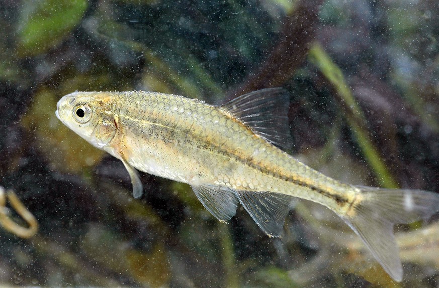 Tiefpunkt überwunden: Oregon Chub. 