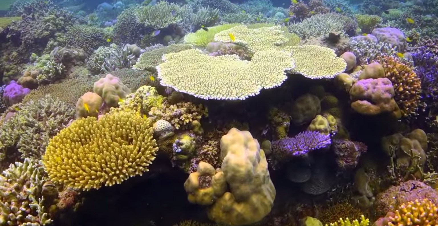 Vom toten zum neu belebten Korallenriff.
