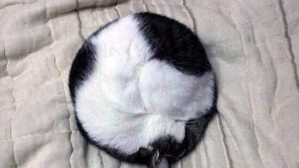 Katze zusammengerollt

https://www.reddit.com/r/oddlysatisfying/comments/3frs90/perfect_cat_circle/