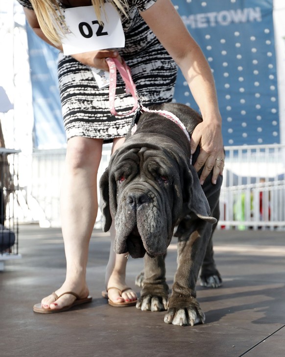epa06046753 Martha, the winner of the 2017 World&#039;s Ugliest Dog Contest, on stage during the judging in Petaluma, California, USA, 23 June 2017. Martha is a three-year-old 125 pound (about 56.7kg) ...