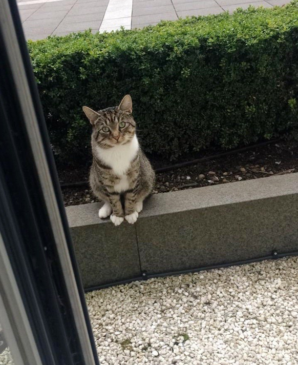 Ralph die Katze
https://www.reddit.com/r/aww/comments/6u1e3m/this_is_ralph_he_comes_to_collect_our_cat_for/