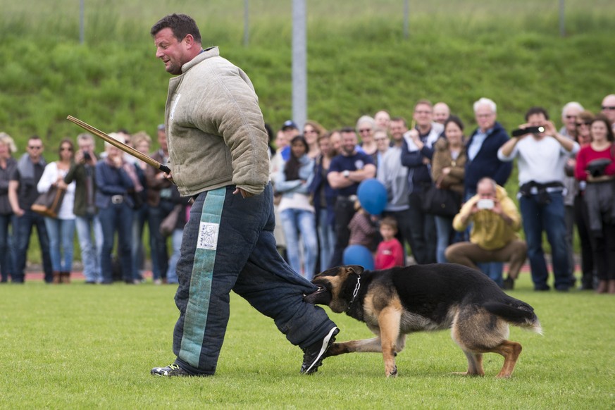 Ein Hund waehrend einer Uebung anlaesslich eines Besuchstages der Interkantonalen Polizeischule IPH in Hitzkirch, am Samstag, 9. Mai 2015. (KEYSTONE/Anthony Anex)