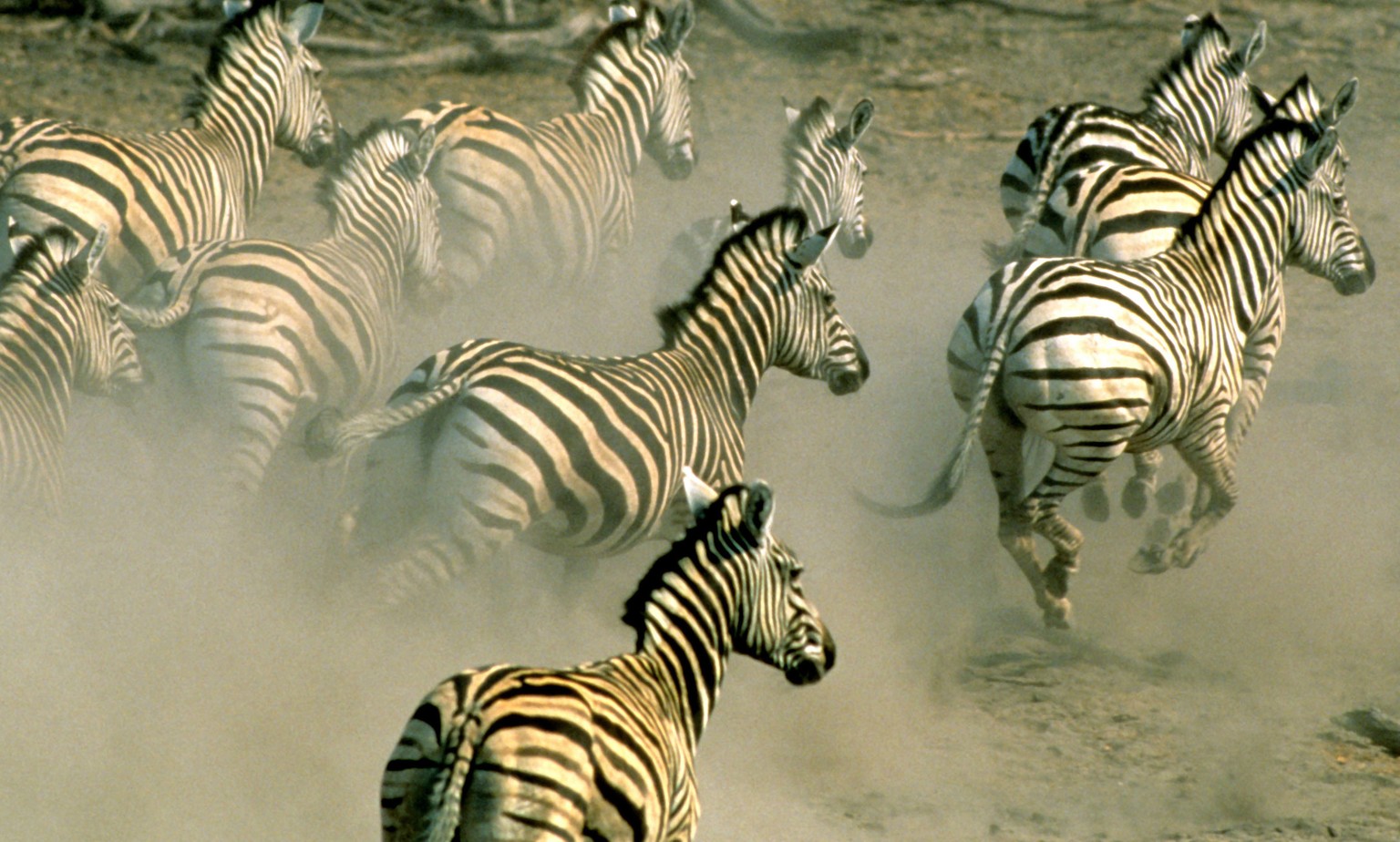 In this undated handout photo supplied by the World Wildlife Fund (WWF), zebra run on a plain in northern Botswana. Thousands of zebra were monitored during a 500 kilometers (300 miles) roundtrip jour ...