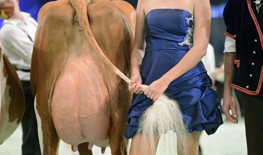 epaselect epa05102003 A woman in evening gown holds the tail of a cow to side so that photographers can photograph the udder of the cow, during the beauty contest at the Swiss Expo agricultural show a ...