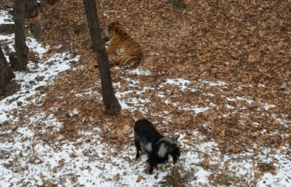 Statt ihn zu zerlegen, lässt dieser Tiger seine Beute sogar an seinem Schlafplatz übernachten.