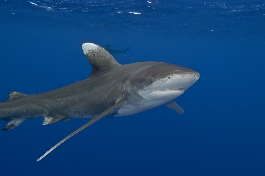 This undated handout photo, taken in 2010, provided by Terry Goss Photography USA/Marine Photobank, shows an Oceanic whitetip shark. The oceanic whitetip shark was once one of the most plentiful preda ...