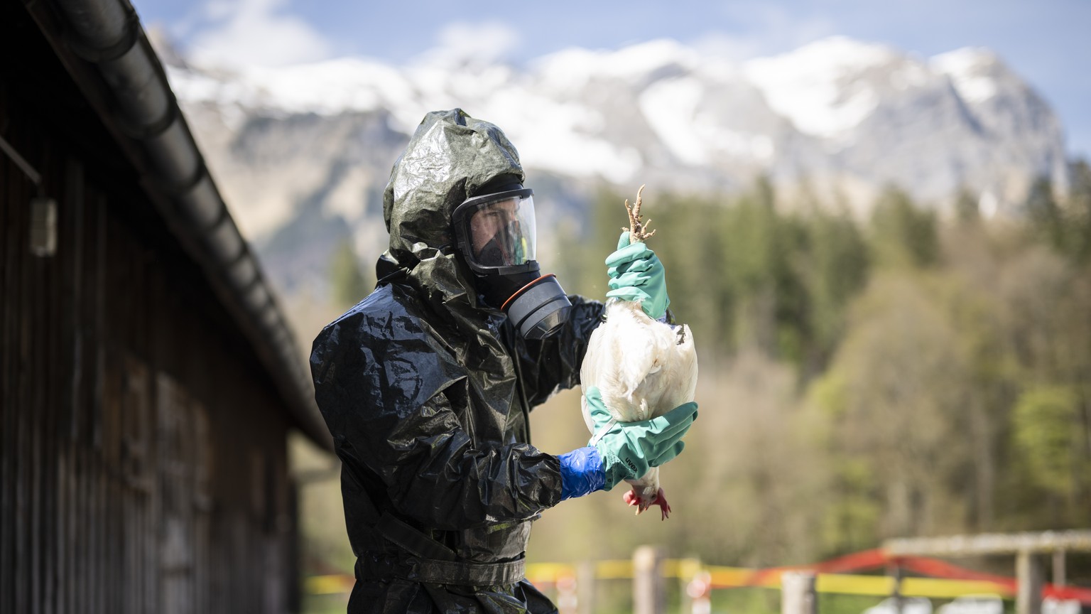 Nachrichten Linkding Ein Huhn wird aus einem Stall entnommen bei einer Uebung der Seuchenwehr des Zivilschutzes zur Vogelgrippe, am Donnerstag, 4. Mai 2023, in Glarus. Die im Rahmen der Uebung gekeulten Tiere stammen aus  ...