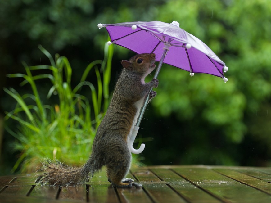 PIC BY MAX ELLIS / CATERS NEWS - (PICTURED: SQUIRREL SHELTERING FROM RAIN) - A crafty squirrel looks prepared for the British weather - crouching beneath an UMBRELLA to keep dry. The cute critter appe ...