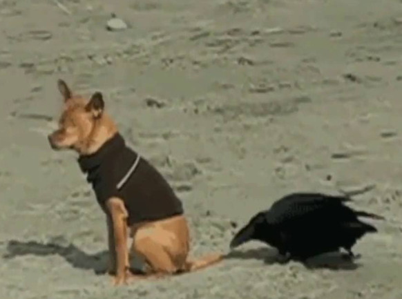 Rabe zieht Hund am Schwanz
Cute News
https://www.youtube.com/watch?v=6xdcv091BRM