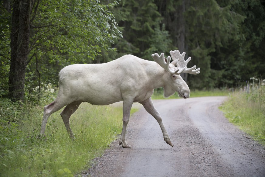 epa06144069 (FILE) A rare white moose in Gunnarskog, Varmland, Sweden, 31 July 2017. There are only around 100 white moose in Sweden. Reports state on 14 August 2017 that a white moose spotted on 13 A ...