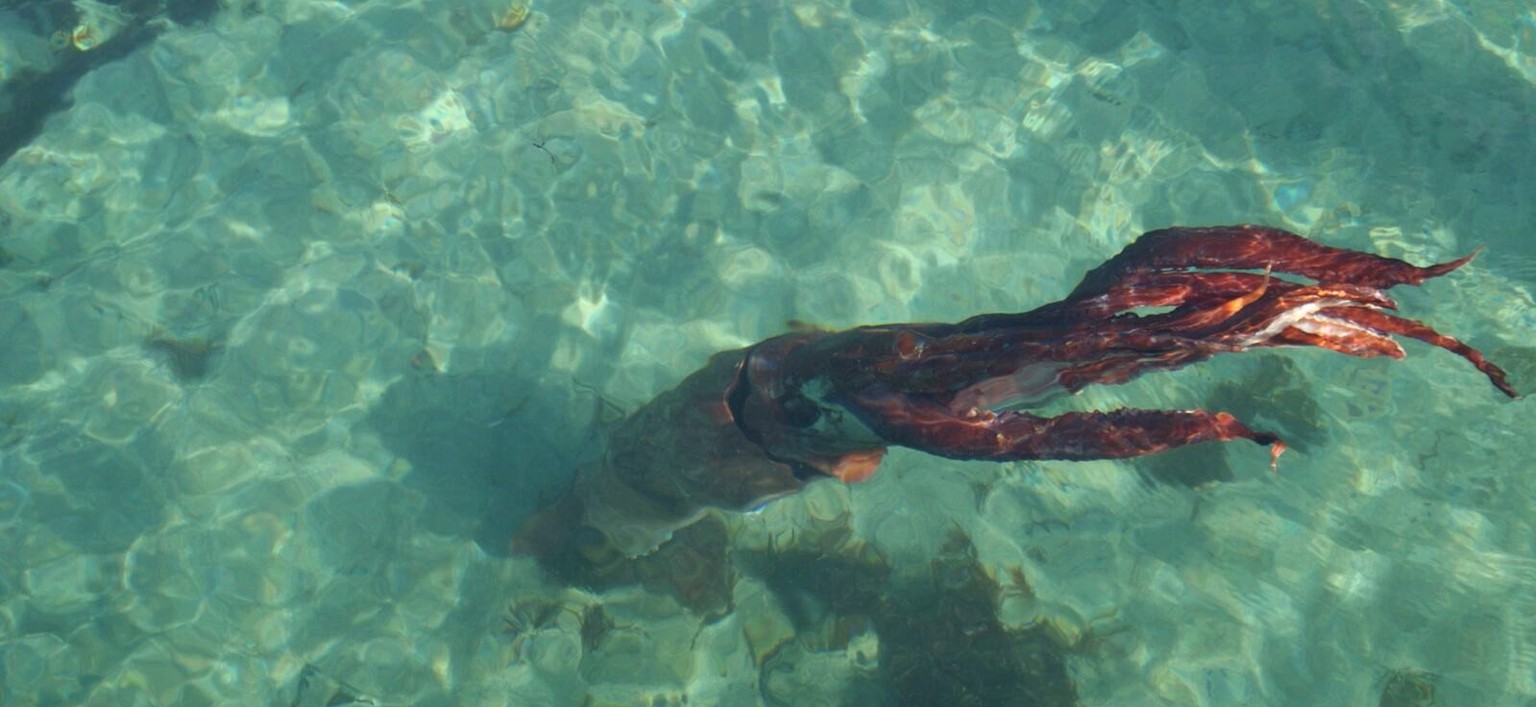 epa05581098 An undated handout picture made available on 11 October 2016 by Parque de la Vida shows a living female giant squid of 105 kg approximately pictured by a man who was walking next to the sh ...