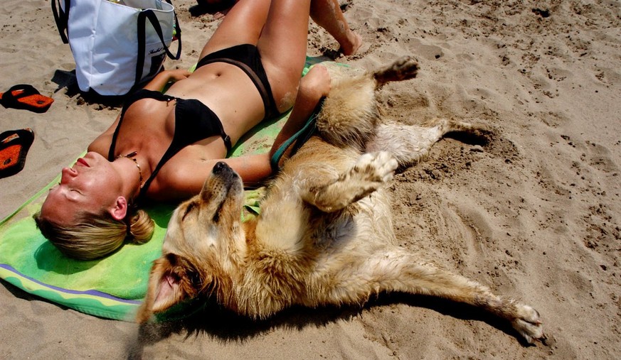 Ein Hund nimmt ein Sonnenbad neben seiner Besitzerin im North Beach Park in Racine, USA, am 28. Juli 2004. Fuer Urlauber mit Hund gibt es immer mehr Spezialangebote. Vor allem im Internet. Dort findet ...
