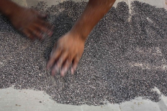 A man selects cochineal insects at a greenhouse used to cultivate cochineal insects in Huejotzingo, Mexican state of Puebla September 25, 2014. In the shadow of the massive El Popo volcano, cactus gro ...