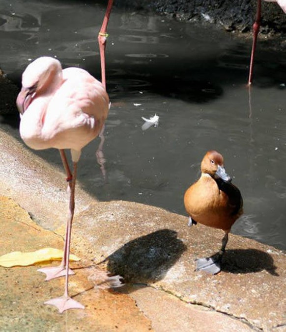 Ente mit Identitätskriese
Cute News
https://imgur.com/gallery/aMLtP