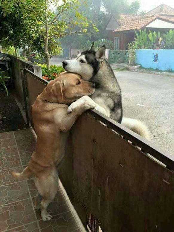 Husky und Labrador haben sich lieb.
http://imgur.com/gallery/kI0Gl