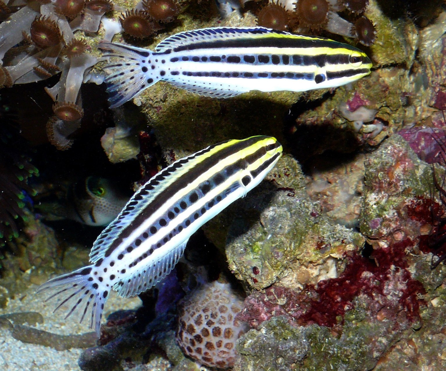 Diese kleinen Fische spritzen zur Verteidigung Opiat-artige Peptide, die ähnlich wirken wie Heroin oder Morphium.