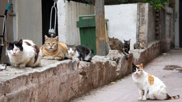 Böse Katzen, denen du nicht vertrauen solltest